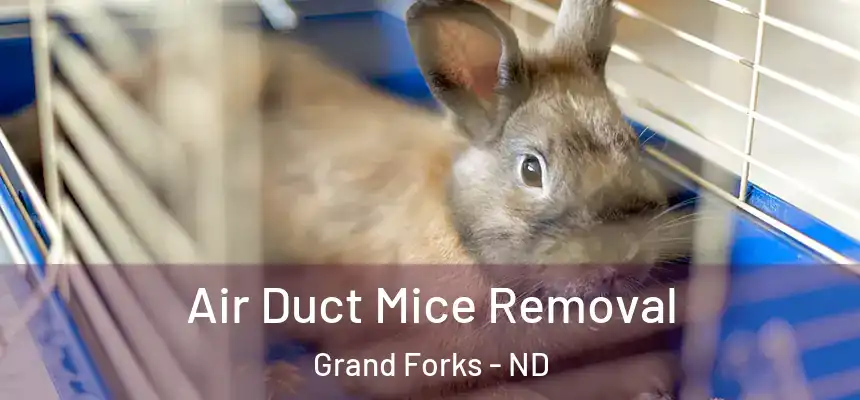  Air Duct Mice Removal Grand Forks - ND